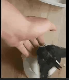 새끼 제비 주운 사람